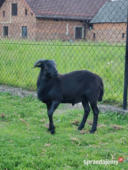 Tryk kameruński dorodny kamerun z rogami śląskie