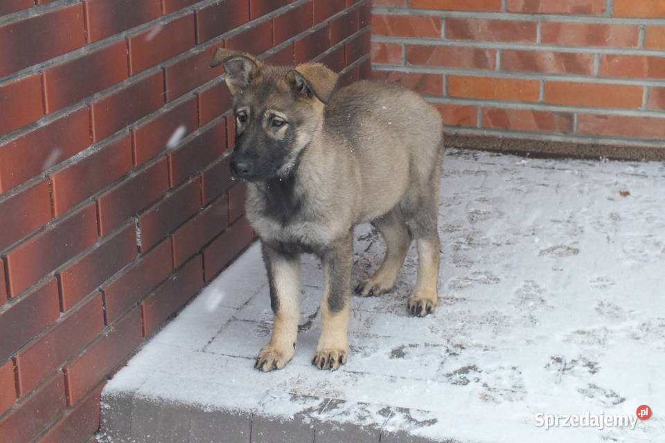 Owczarki niemieckie użytkowe Brąszewice