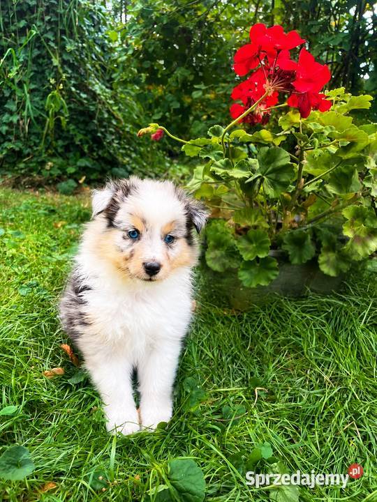 owczarek szetlandzki sheltie piesek blue merle Rudzica