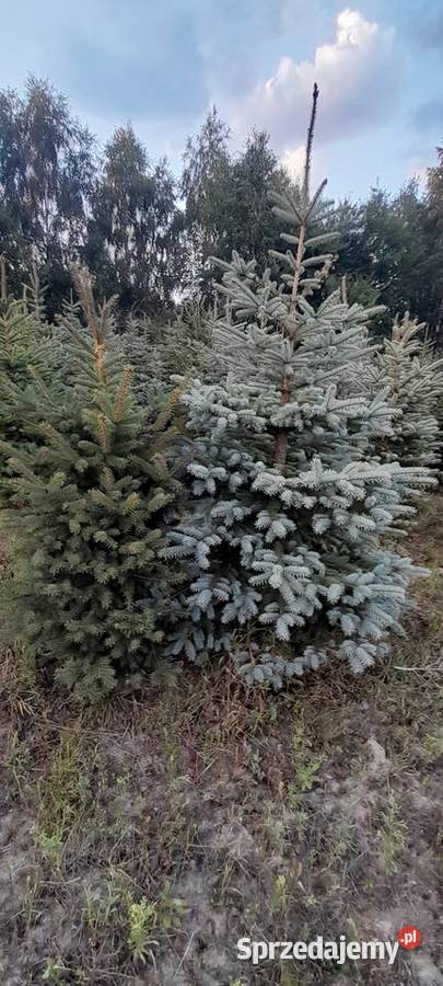 Choinki świerk srebrny srebrzysty pospolity mazowieckie Warszawa sprzedam