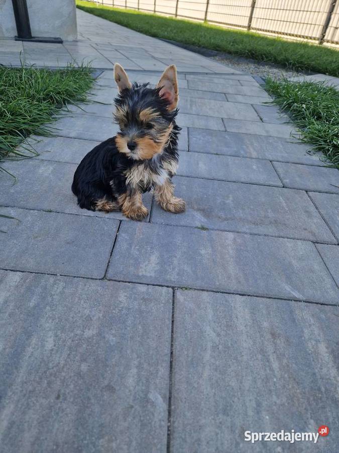 Yorkshire Terrier Suczki małopolskie Niepołomice sprzedam