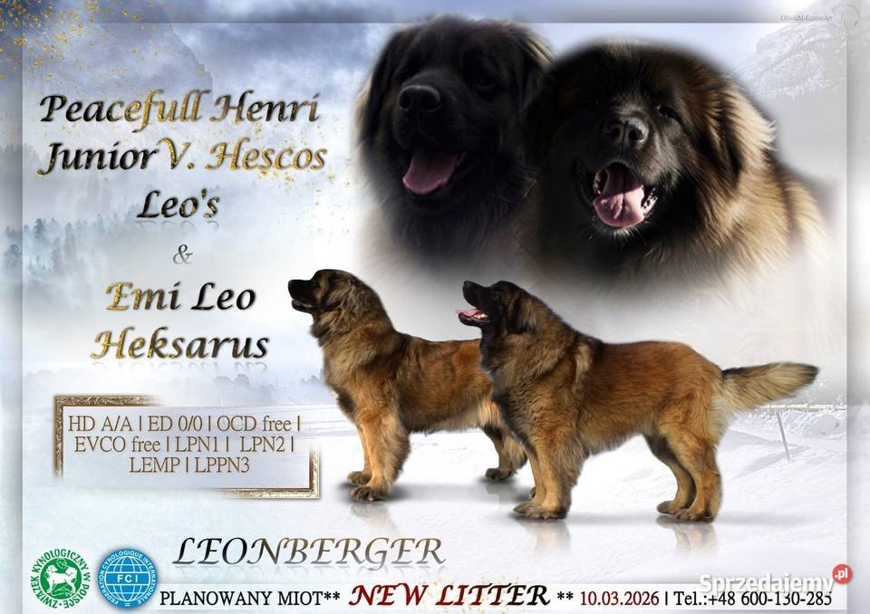 Leonberger suczki Championach FCI
