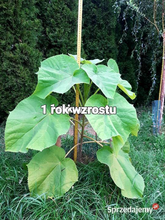 Drzewa tlenowe oxytree paulownia sadzonki Sochaczew