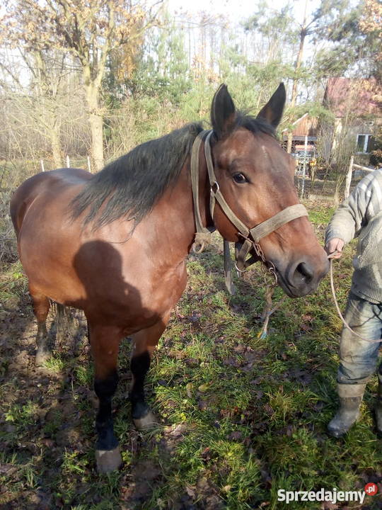 Sprzedam klacz Jasło