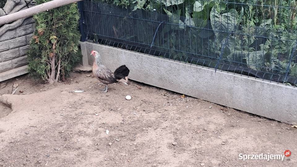 Sprzedam kury rasy feniks łódzkie Andrzejów
