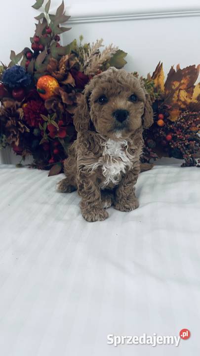 Urocze Maltipoo Czudec
