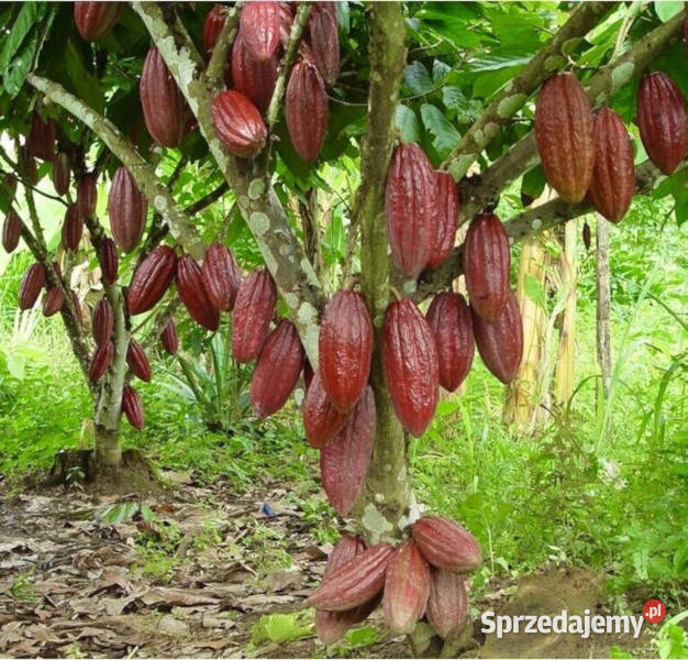 KAKAOWIEC WŁAŚCIWY Theobroma cacao NASIONA 12