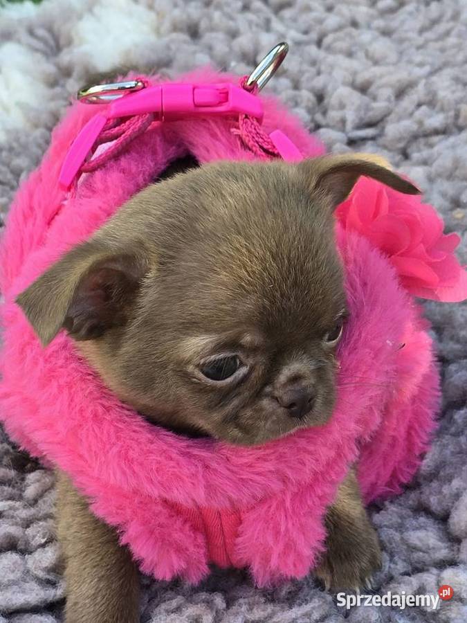 Chihuahua Czekoladowy XXS śląskie Bielsko-Biała