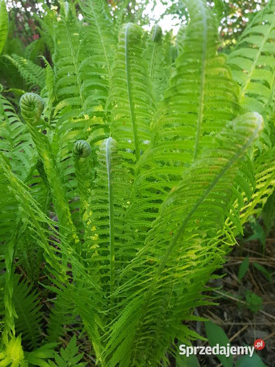 Paproć ogrodowa dekoracyjna duża XXL lubelskie Lublin