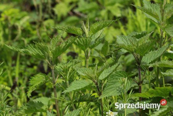 Herbatka pokrzywowa liśc pokrzywy 350g Ropczyce