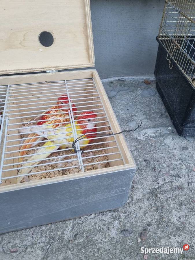 Sprzedam rozele białolice Ptaki Chlebnia