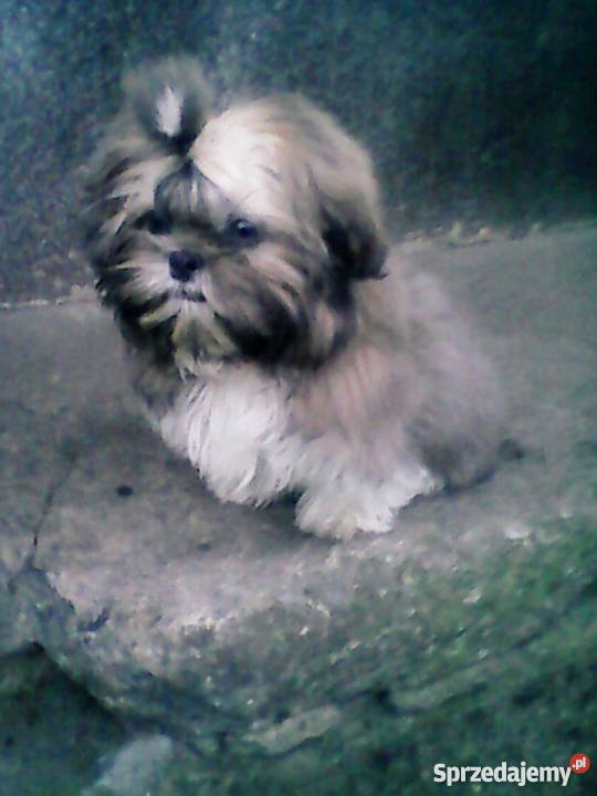 Cztero miesięczny shih tzu Stargard Szczeciński sprzedam