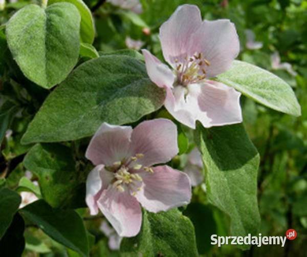 PIGWA POSPOLITA Cydonia oblonga NASIONA 600 Lubanie sprzedam
