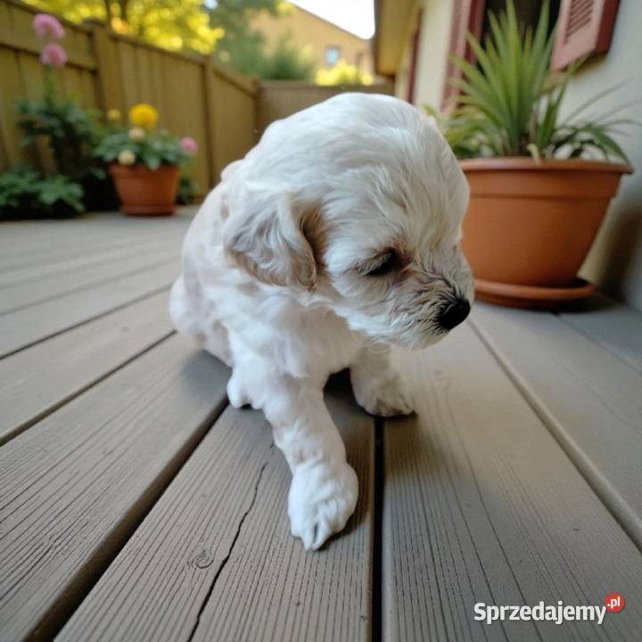 Maltipoo Chojnice