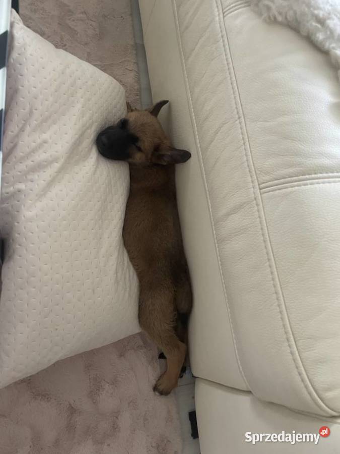 Szczeniak Owczarek Belgijski Psy Ciechanów