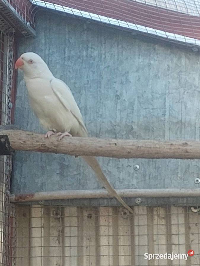 Aleksandretta Obrożna samica lubuskie Nowa Sól