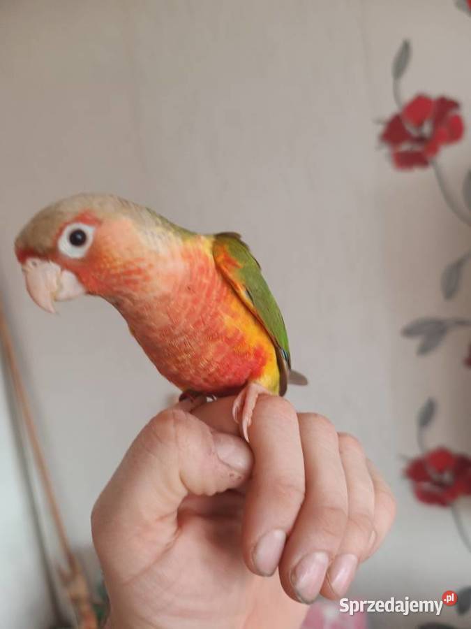 Papugi rudosterki ręcznie karmione Tychy