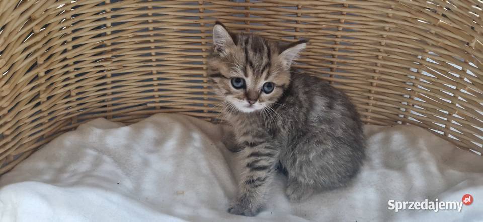 Kocurek Brytyjski złocisty pręgowany Katowice