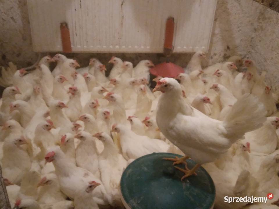 Kury nioski leghorn rosa dolnośląskie Nowa Karczma sprzedam