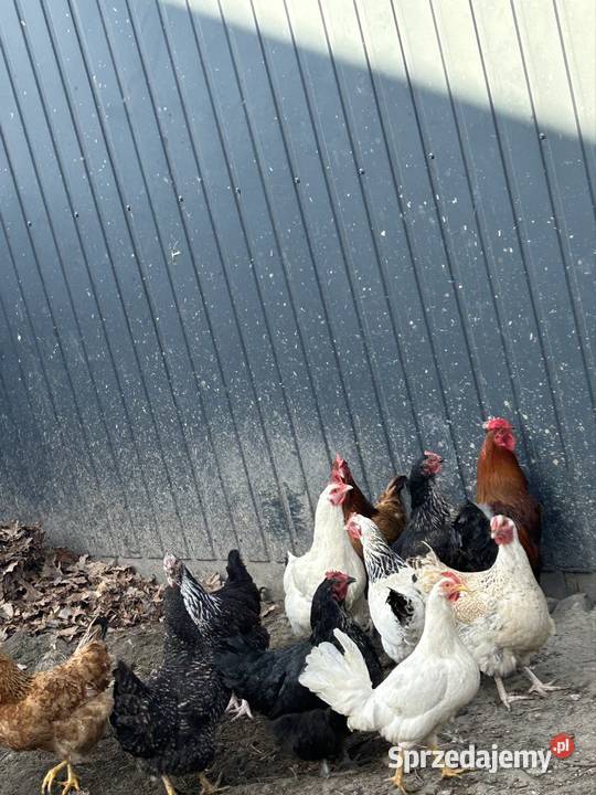 sprzedam kury