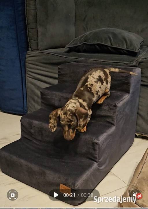 Schody psa kota 30 3 stopnie Akcesoria dla zwierząt Mosina