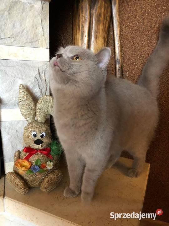 Kot brytyjski Marley reproduktor grupa krwi Zwierzęta Brody