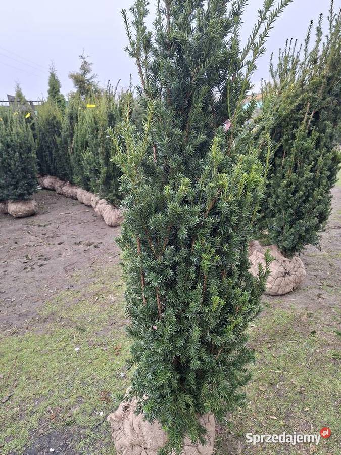 Mega Wysoki Żywopłot Cis Hicksii Iglaste Mszczonów