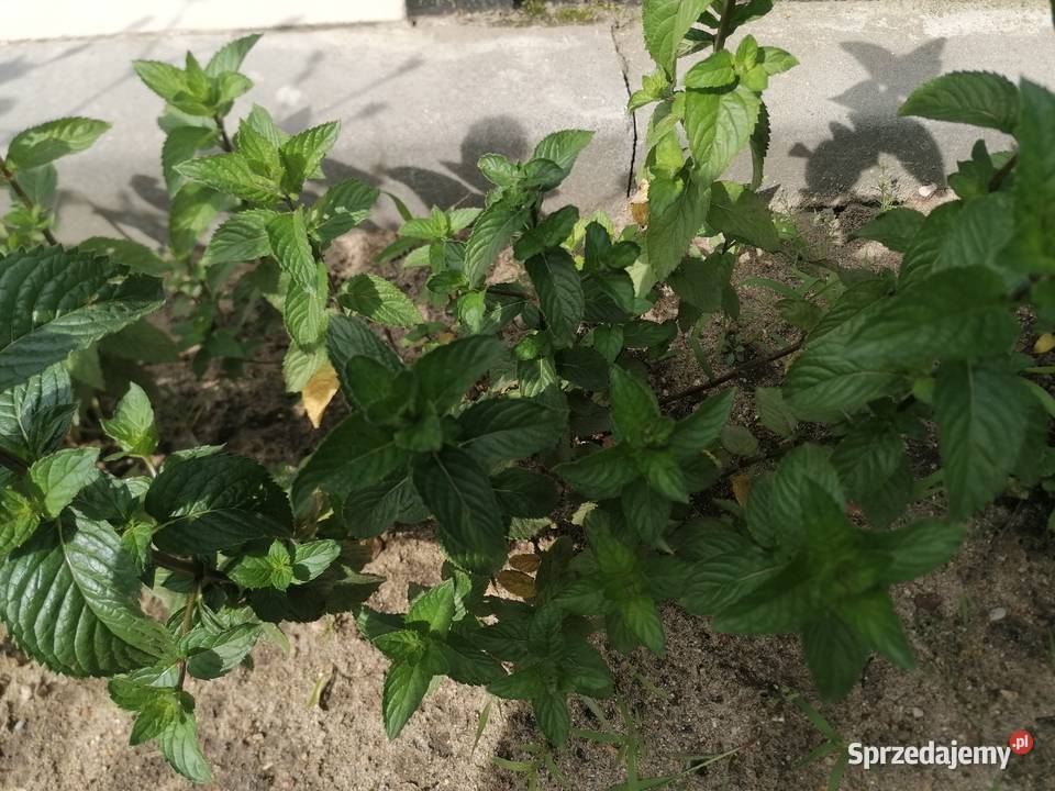 Mięta ogrodowa dojrzała roślinaZioło wieloletnie Łódź sprzedam