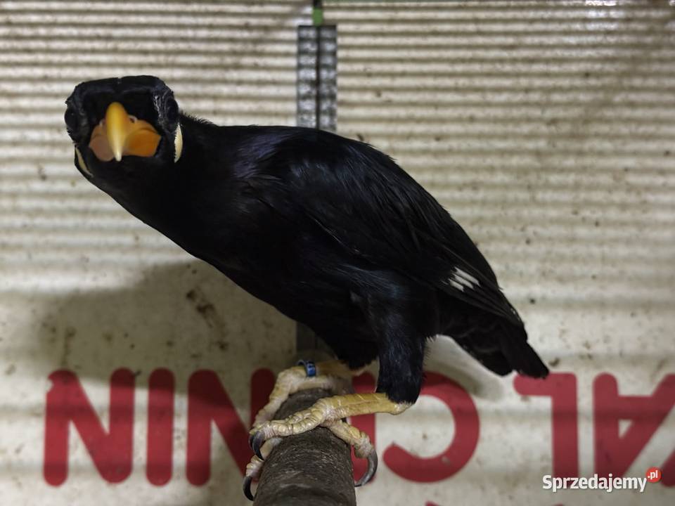 Gwarek gracula religiosa religiosa samica 2024 piękne upierzenie, dokumenty