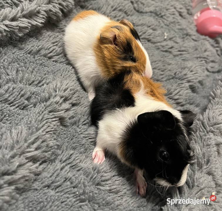 ADOPCJA ŚWINEK MORSKICH ABISYŃSKICH wymagany Rytel