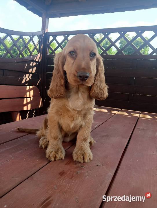 Sprzedam Cocker spaniel angielski Bytoń sprzedam