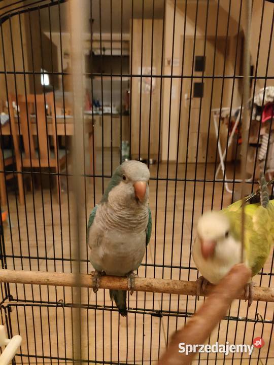Sprzedam klatkę i dwie Mnichy Nizinne