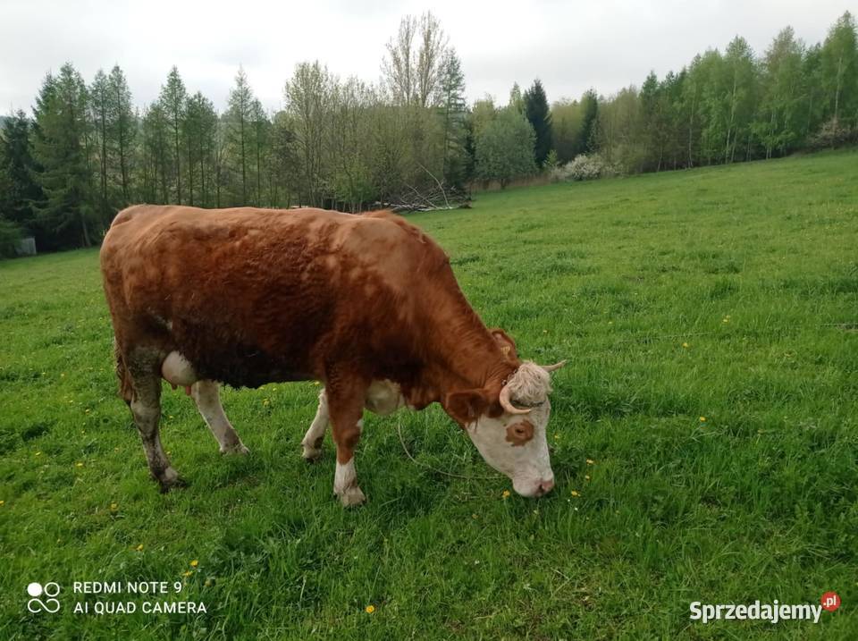 Sprzedam młodą krowę mleczną podkarpackie Rymanów