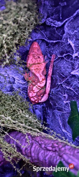 Gekon orzęsiony z wyposażonym terrarium Gady i płazy Zamość