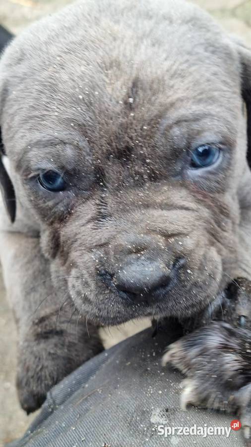 Cane corso szczeniaki Cane Corso Juliopol