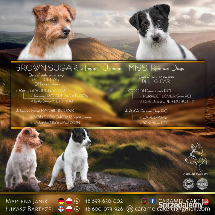 Szczenięta Jack Russell Terrier ZKwP czarnobiałe Kutno