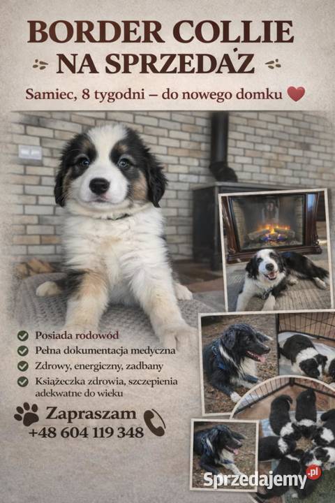 Border Collie Border Family świętokrzyskie Suchedniów sprzedam