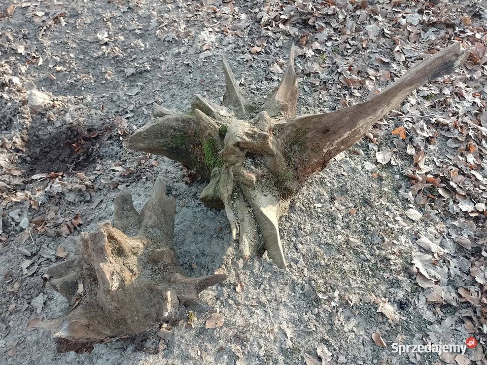 Korzeń dębowy naruralny do ogrodu wielkopolskie Siekierki Małe