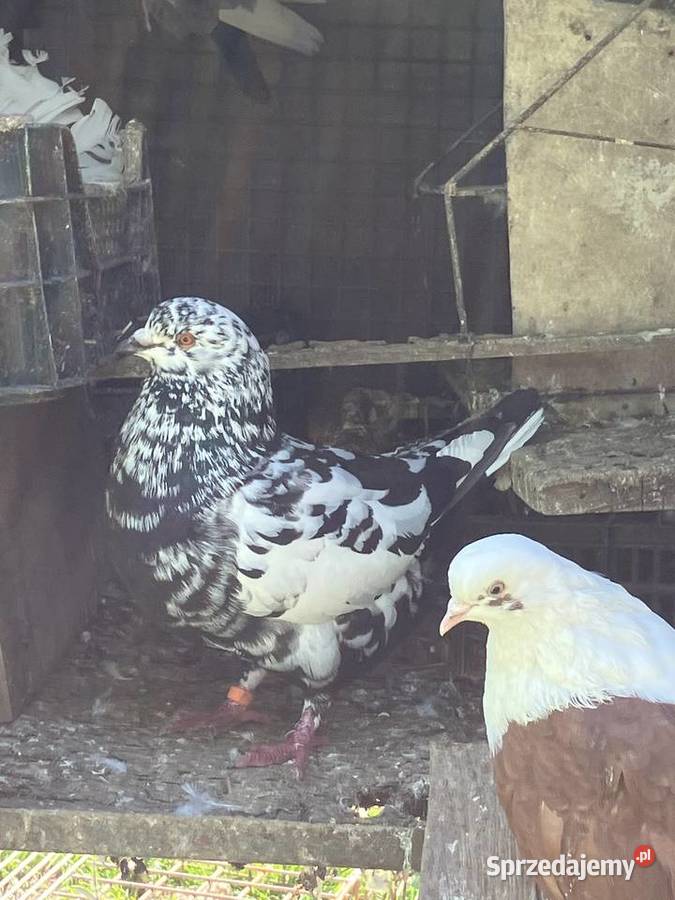 Sprzedam gołębie ozdobne lubelskie Czółna