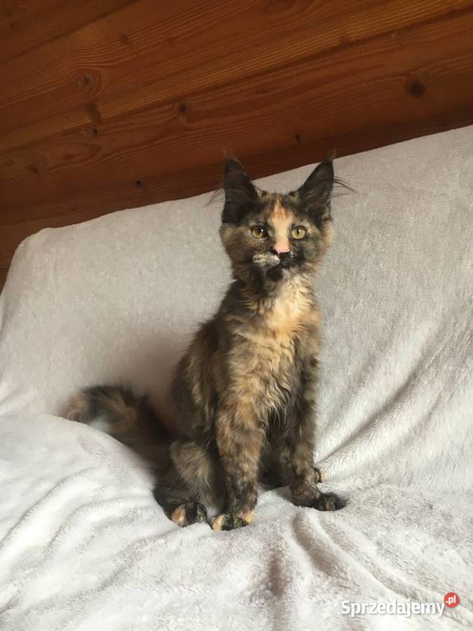 Kocięta Maine Coon wielkie koty Kraków sprzedam