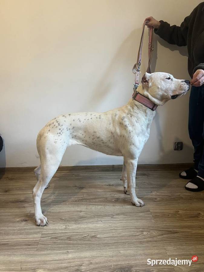 Młody Dog Argentyński Żarki-Letnisko