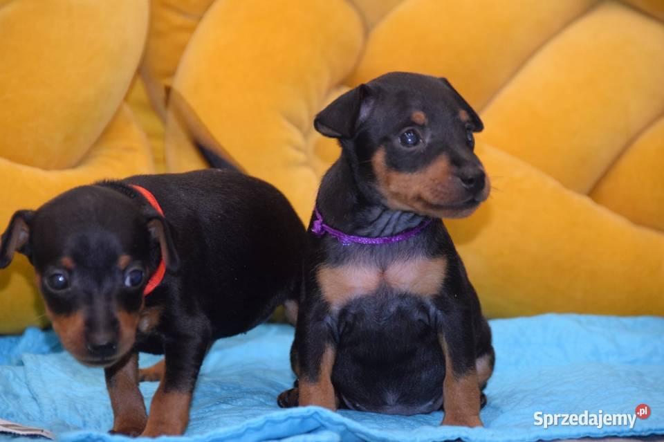 Pinczer miniaturowy Zkwp Łochów