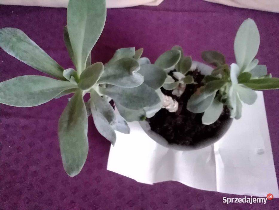 Himalaya senecio cephalaphorus roślina Łódź