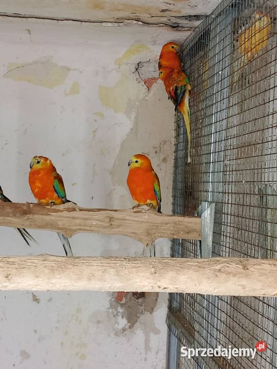 Świergotki różne kolory Strzeleczki