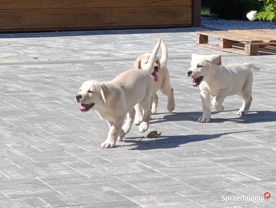 Labrador Milejowice