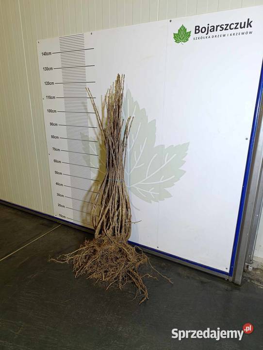 Sadzonki porzeczki białej BlankaBiała z Juteborg Owocowe Stary Pożóg