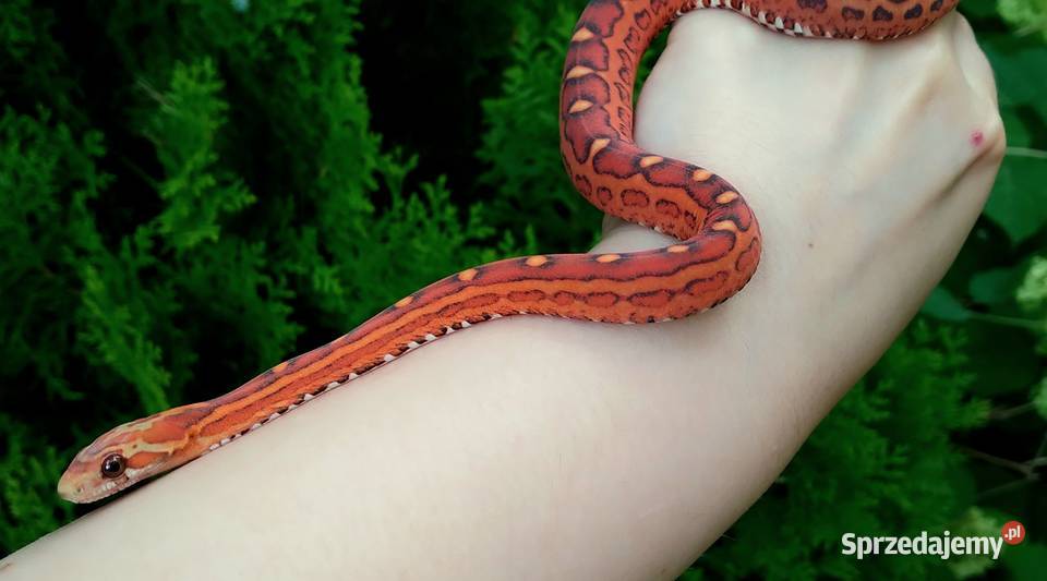 Wąż zbożowy SCALELESS węże zbożowe Red Factor Warszawa