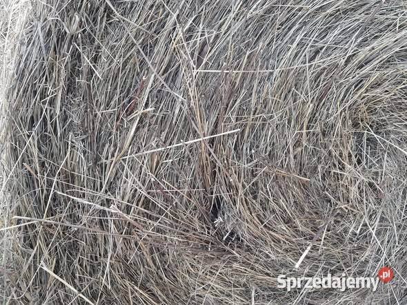 Siano Słoma Zamian na cielęta klacz Zboże Jare Dąbrowa Tarnowska
