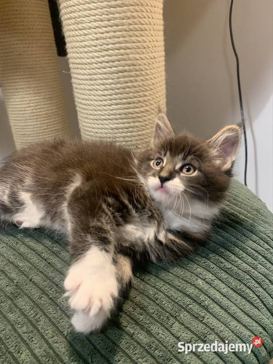 Maine Coon Kocur Czarno Biały Wybitne Warszawa
