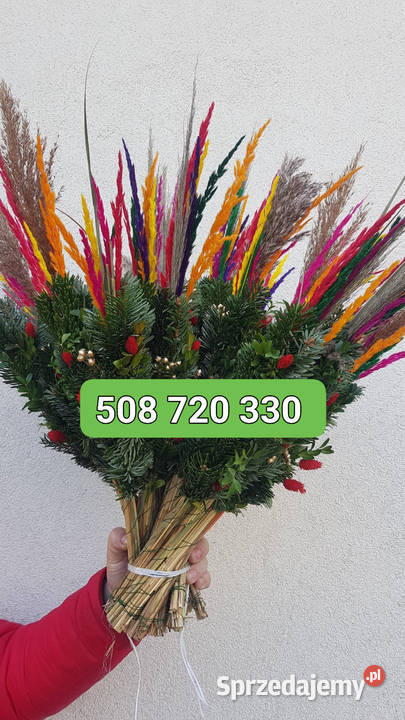 palmy żywe palmy Wielkanocne HURT min 20